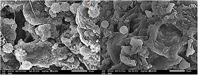 Adsorption of toxic dye using red seaweeds from synthetic aqueous solution and its application to industrial wastewater effluents